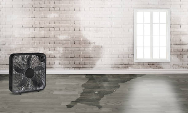 Best Ceiling water damage repair  in Mountain Top, PA